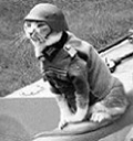 Avatar du membre